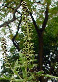 Ambrosia coronopifolium (= A. psylostachys)