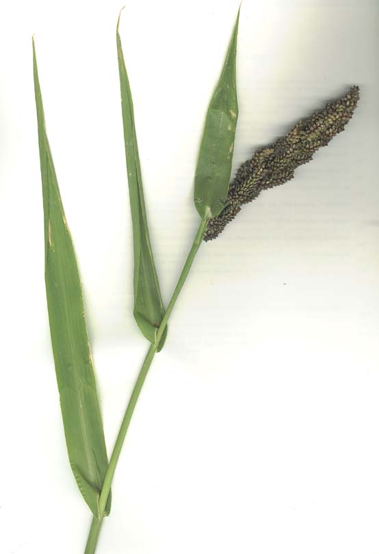 Echinochloa esculenta