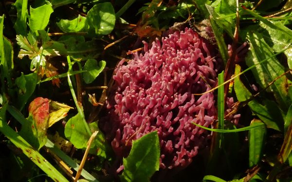 2025-Bild2-Clavariazollingeri.jpg